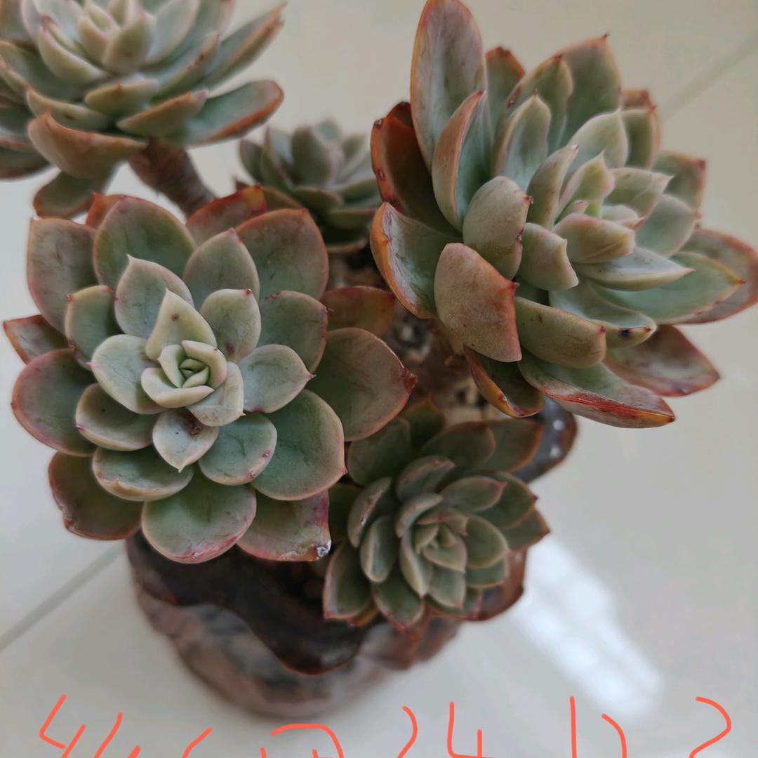 宋