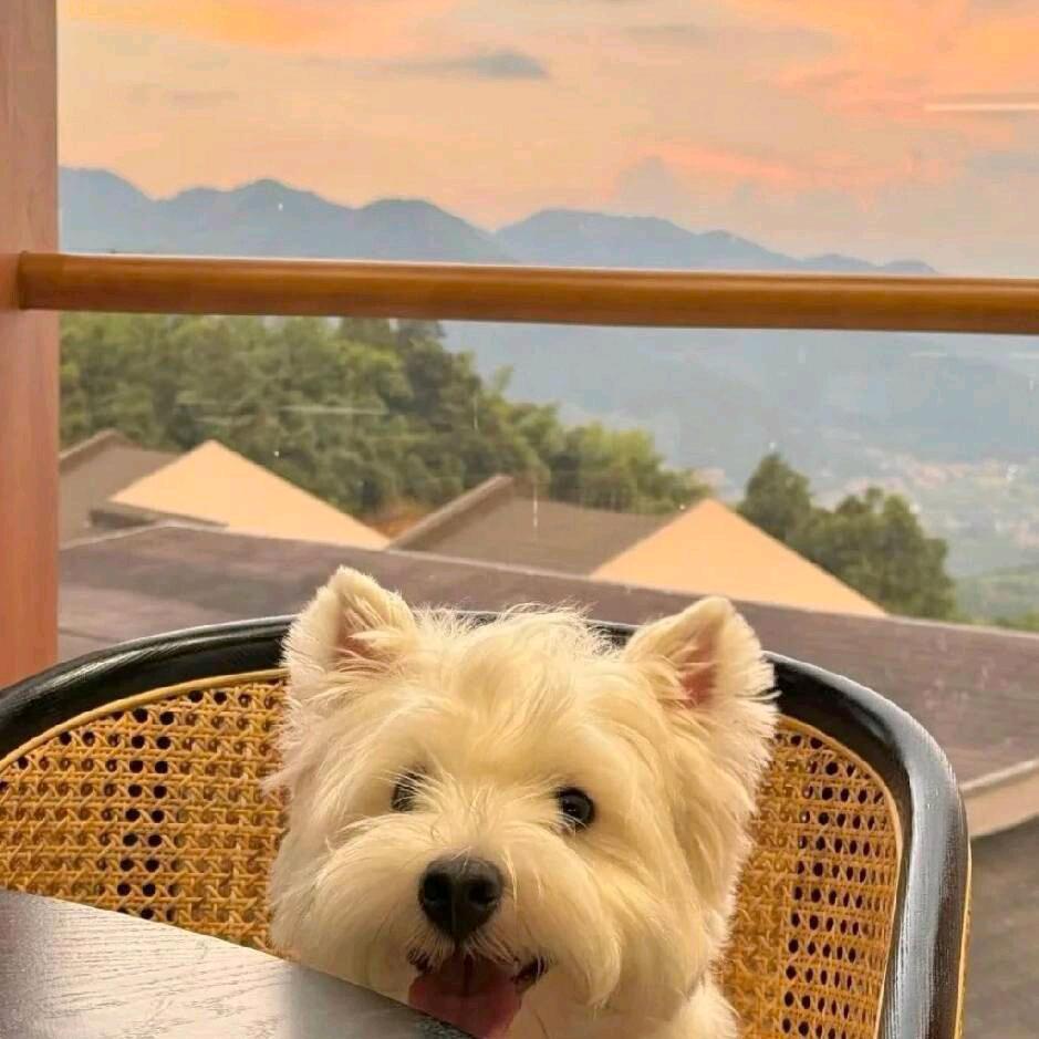 龙虾泡面