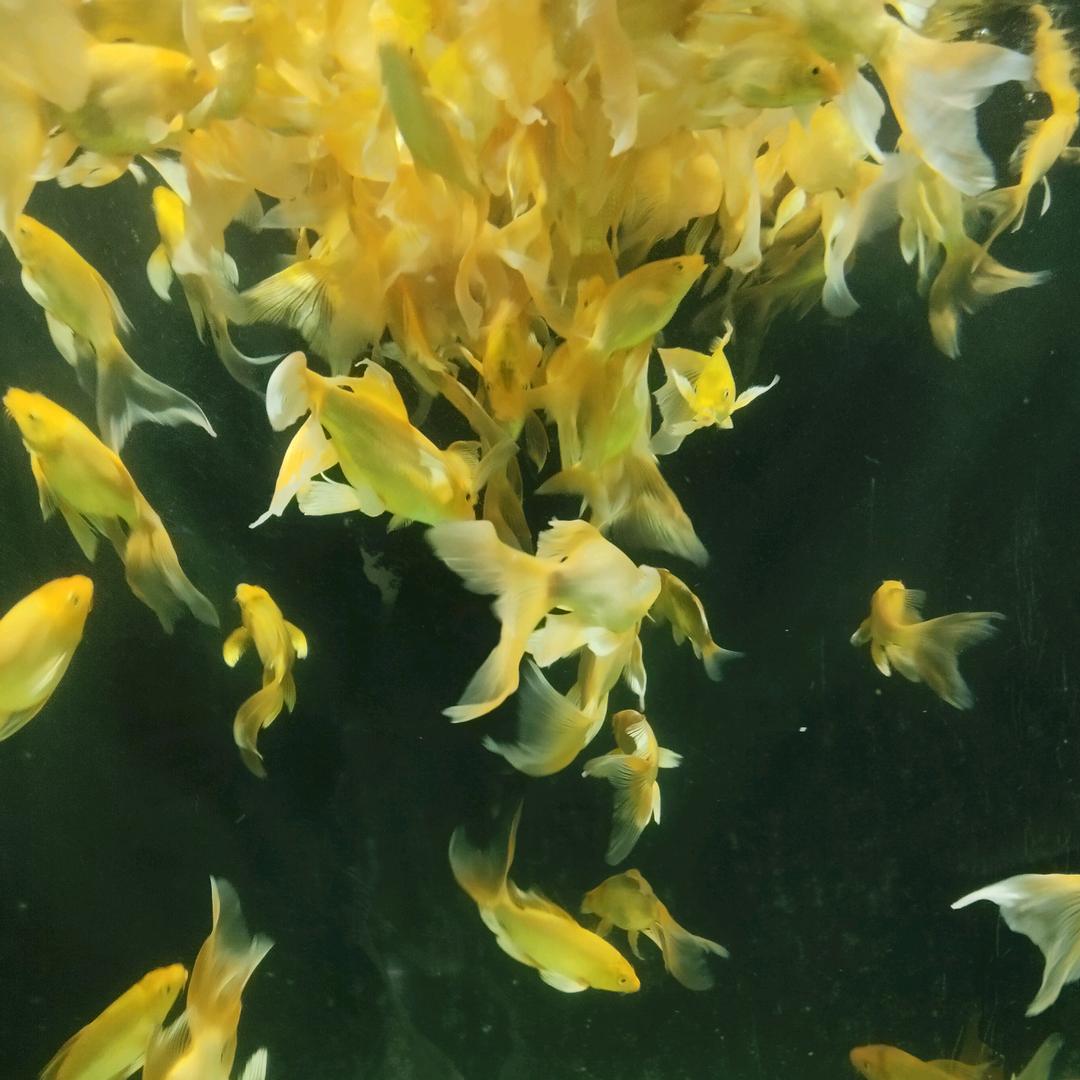长常