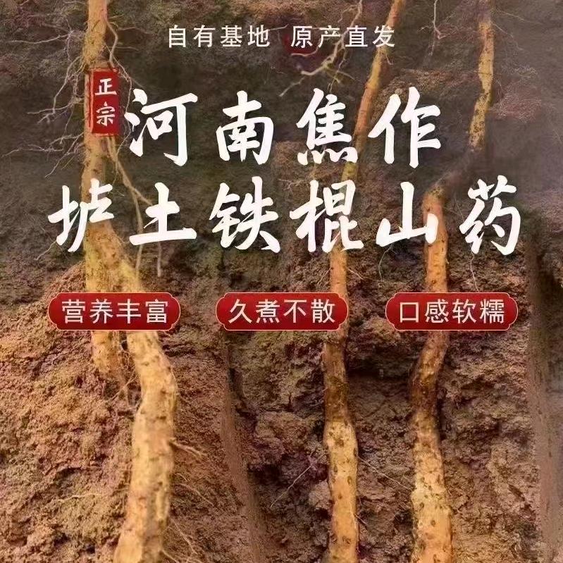 潘强铁棍山药
