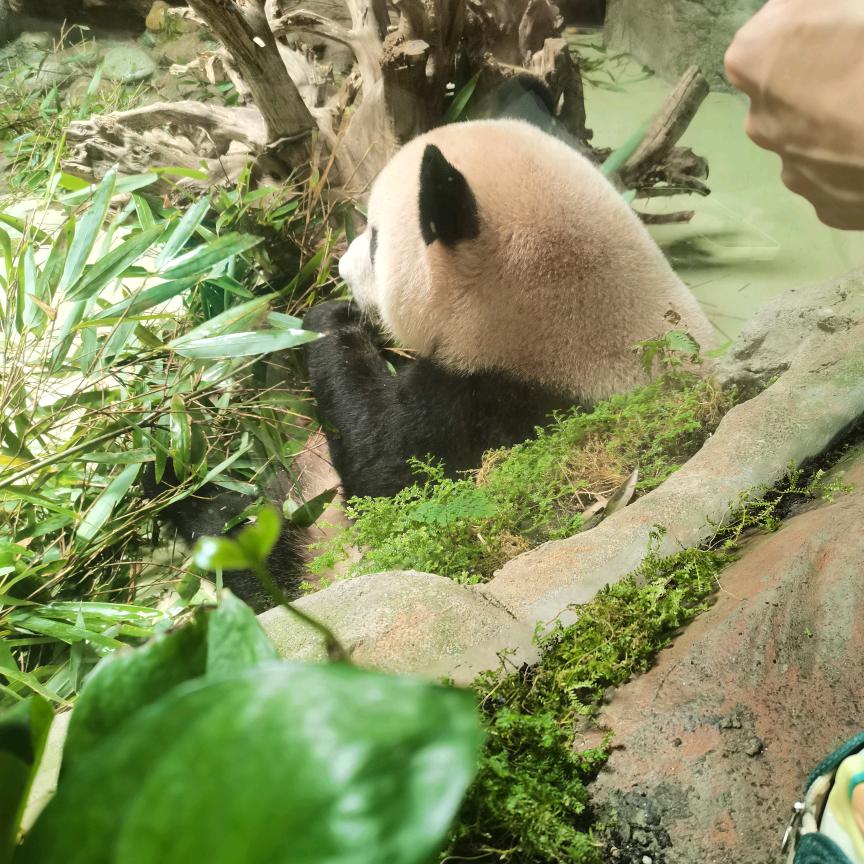 江江纯手工锡铂