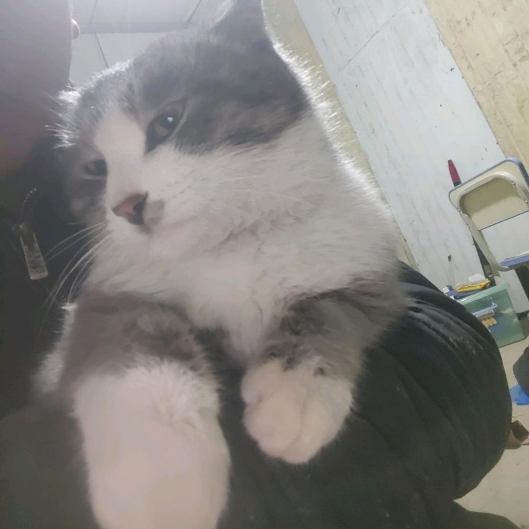 煤蛋说