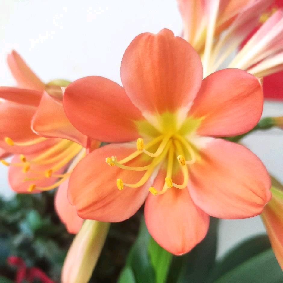 草原之花！怀来沙城