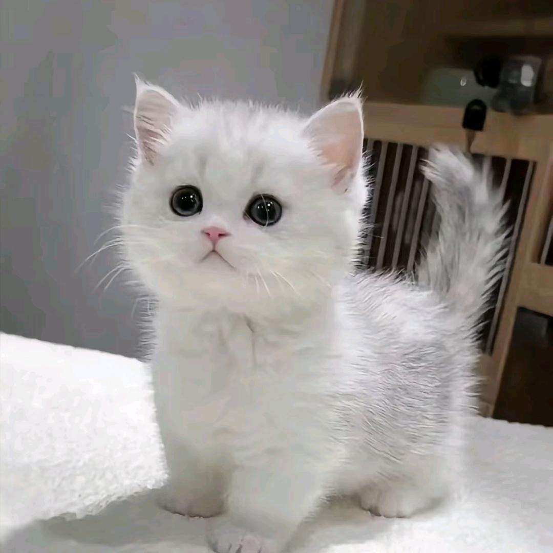 ღ᭄ꦿ燕子࿐💋