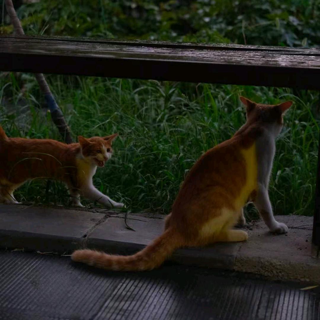 猫