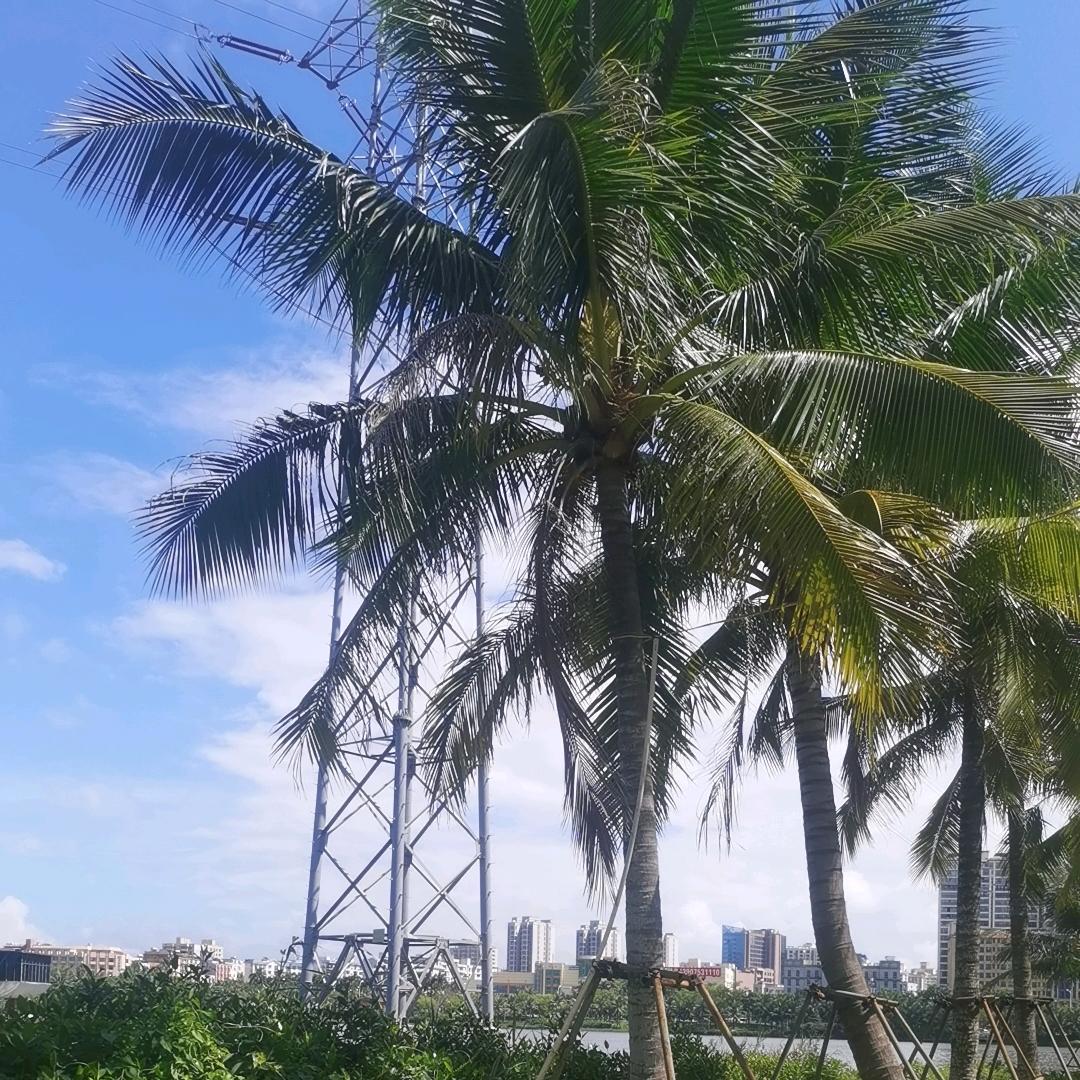 🌿🌿笑看人生🌴🌴