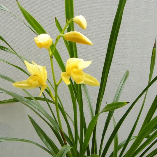 小桃花