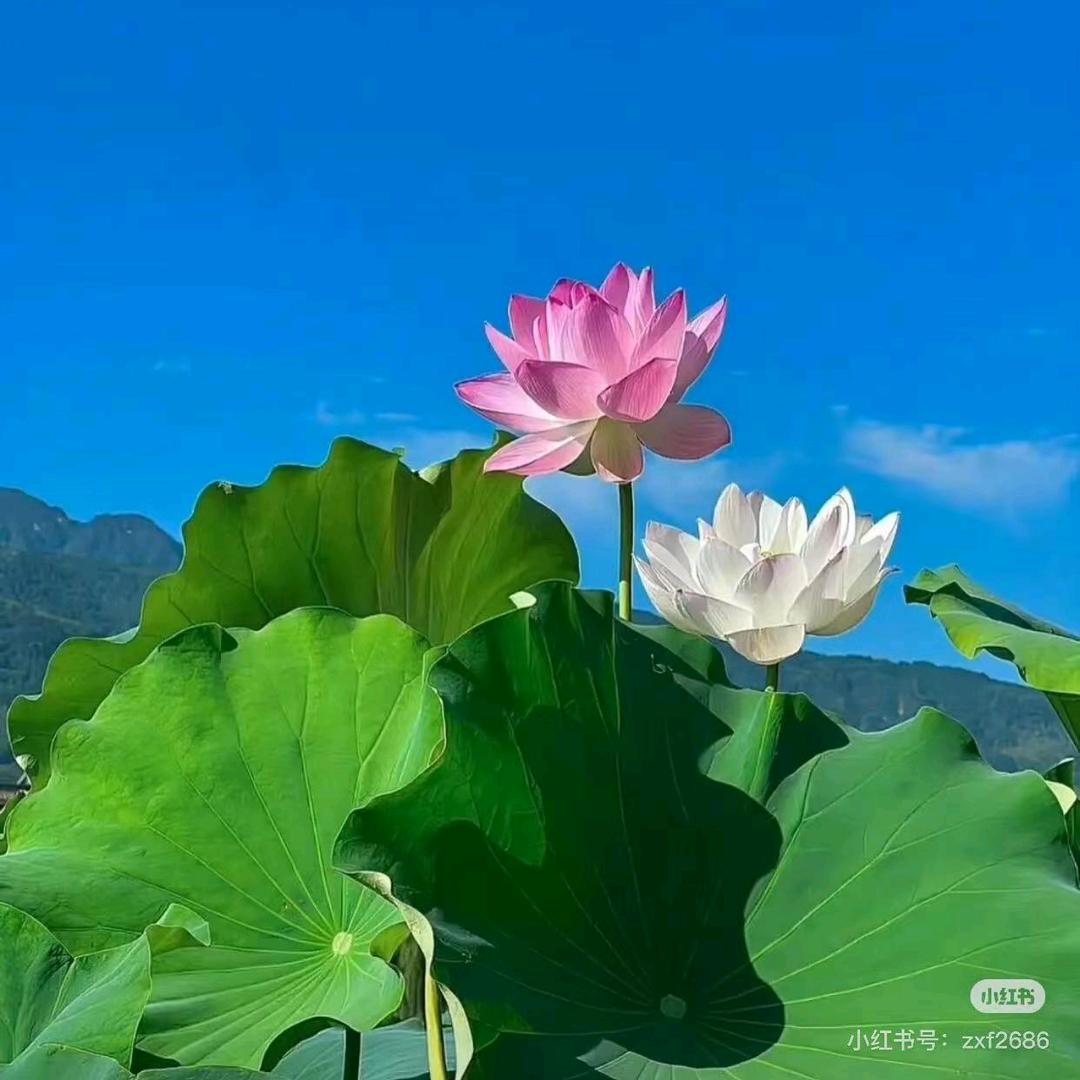 段姐（早上5：20）自媒体