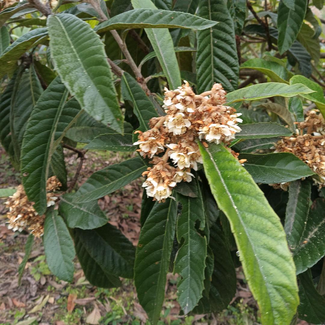 锁爱无缘