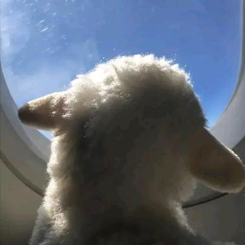 一只小🐑