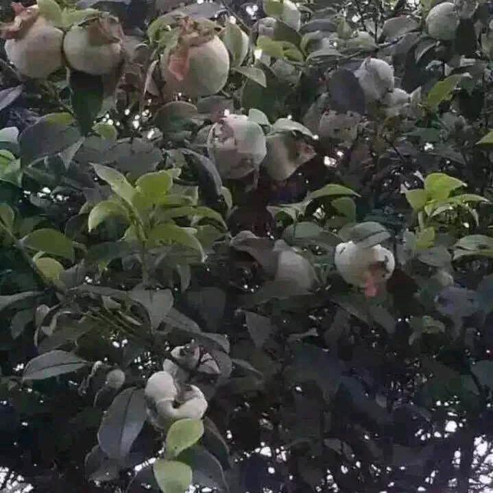 兄弟流动餐馆