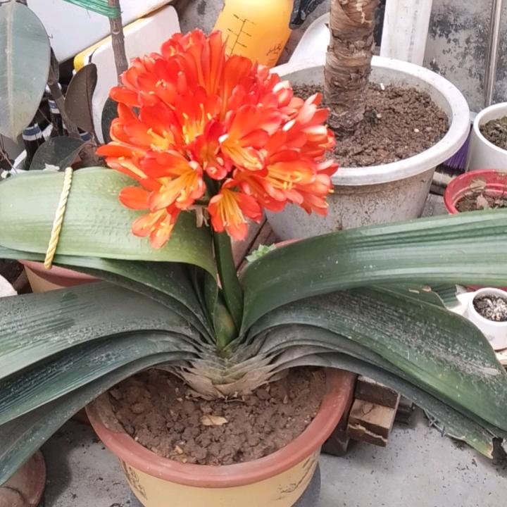阳光灿烂