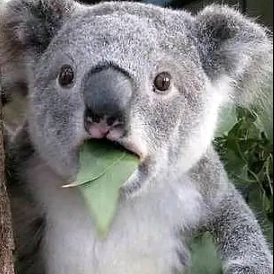 考拉🐨
