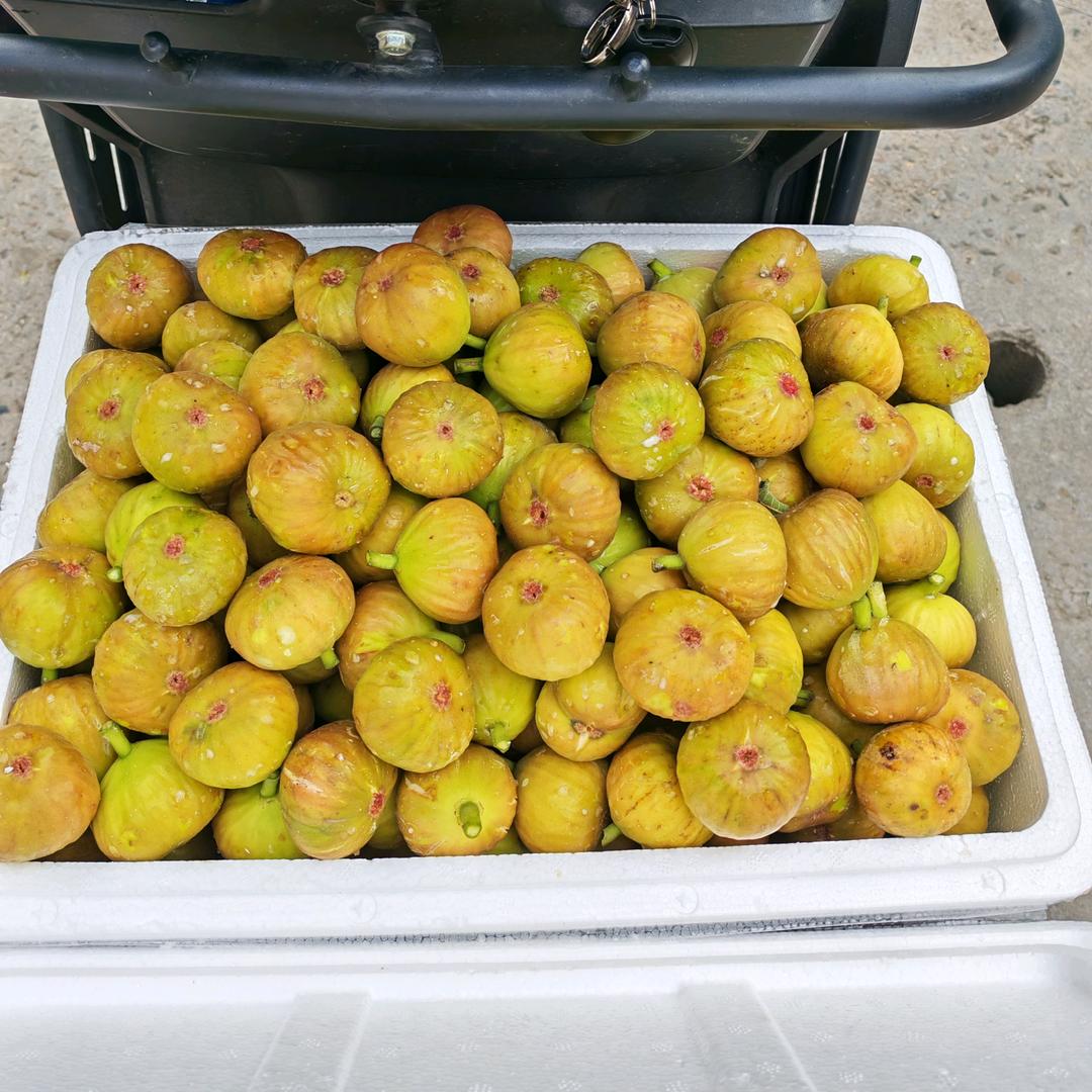 韶关（容容）丰产黄无花果