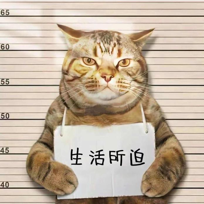 张阳好物