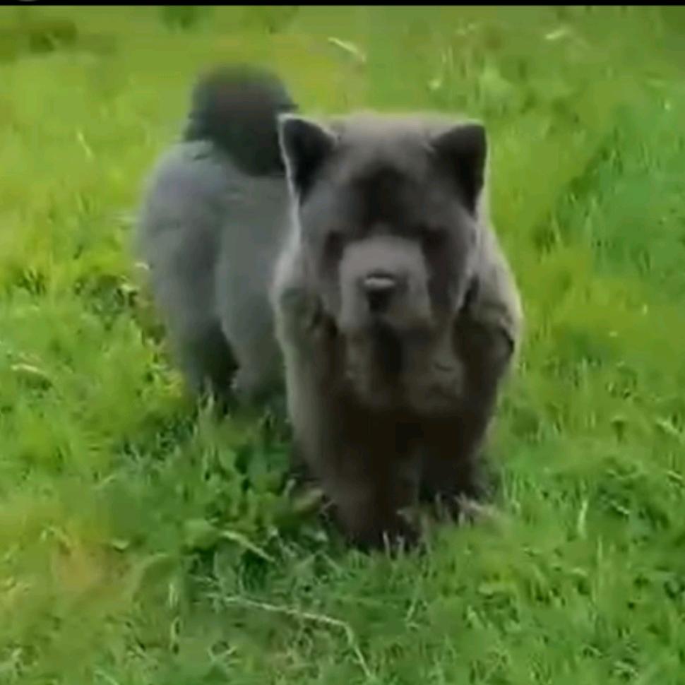 福狮缘犬舍