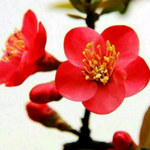 梅花朵朵开