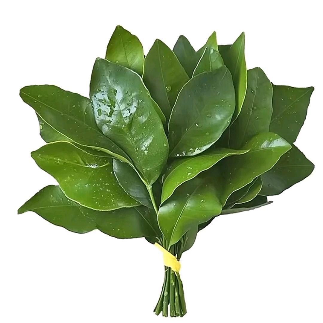 大鲨吃
