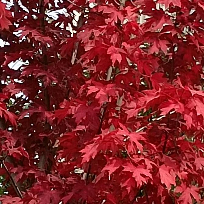 枫叶🍁情