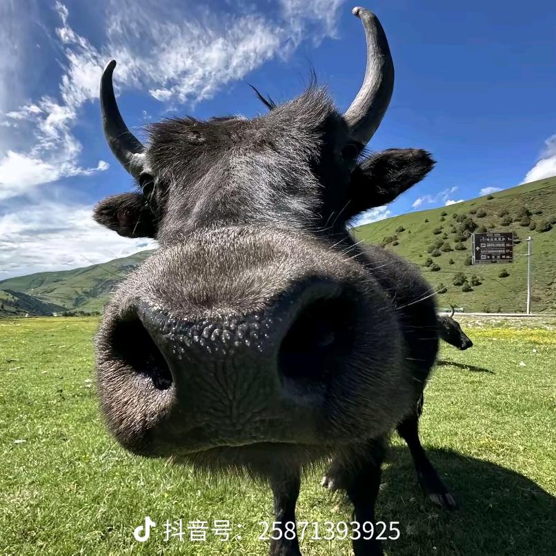 可乐要加冰…