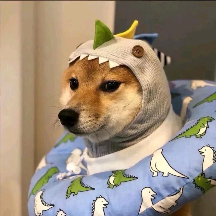 麦月十六十六