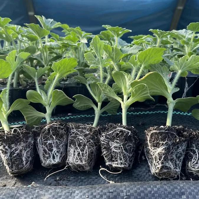 小姐姐园艺个体店