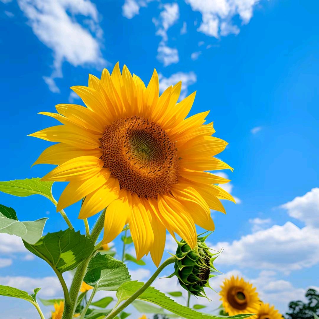 太阳下的向日葵🌻