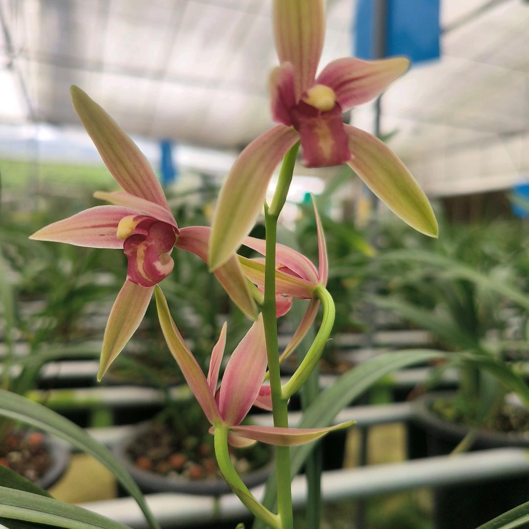 江兰苑～魏来可期