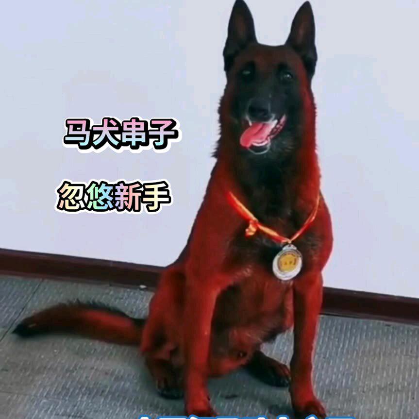 九哥