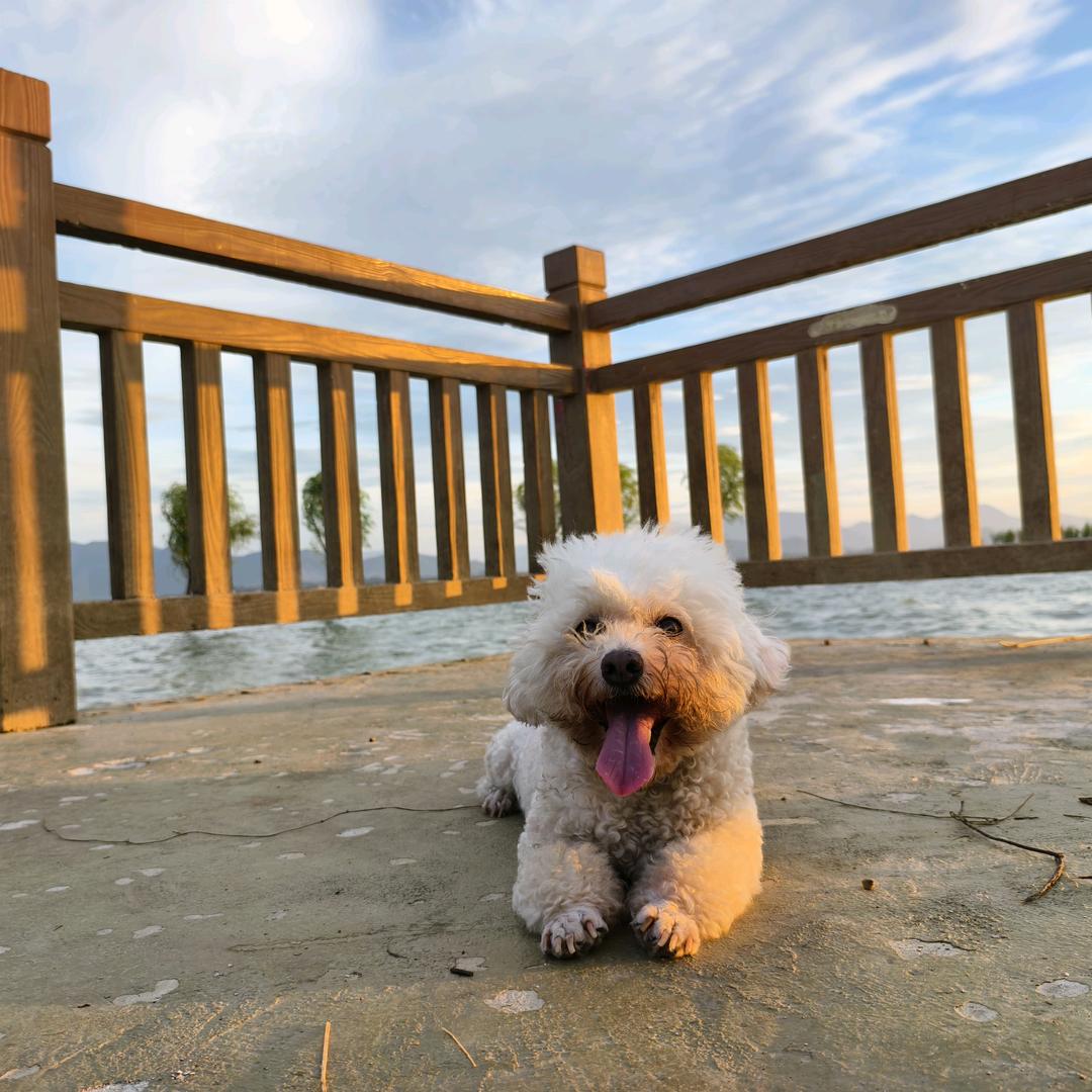 萌宠部落宠物店