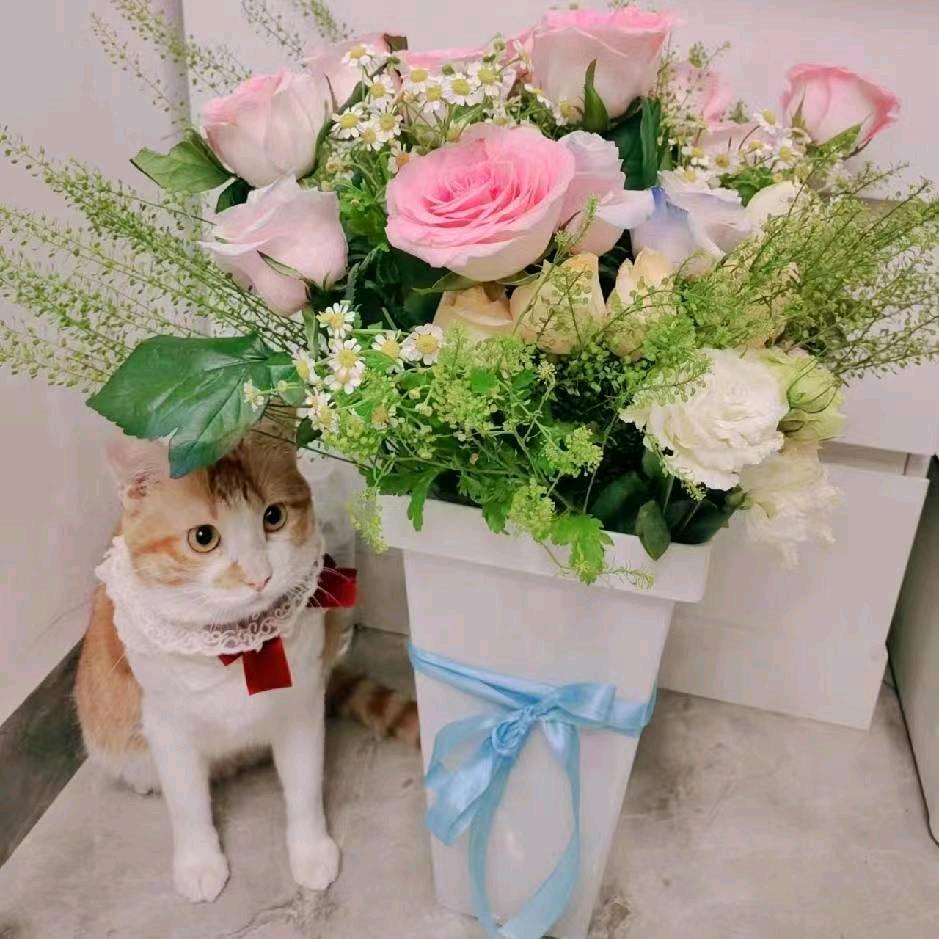 三猫Cat