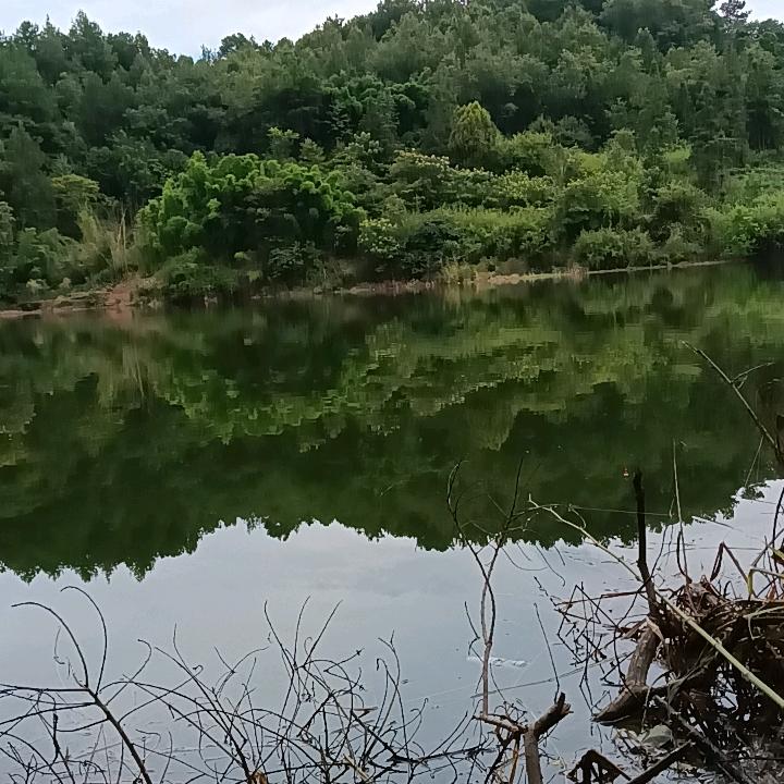 小黄向前冲丶丶丶