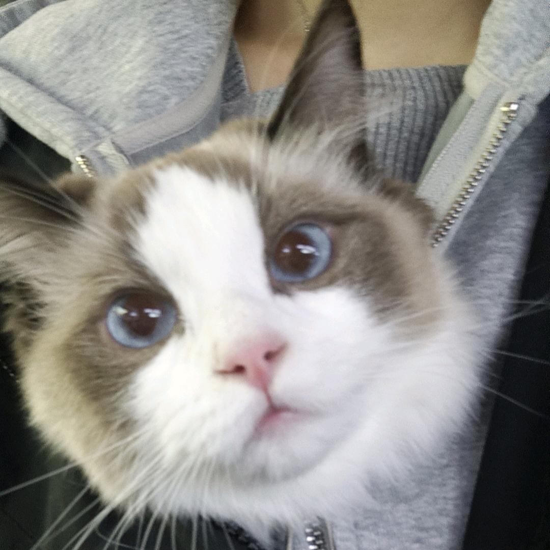 廿壹想要看雪