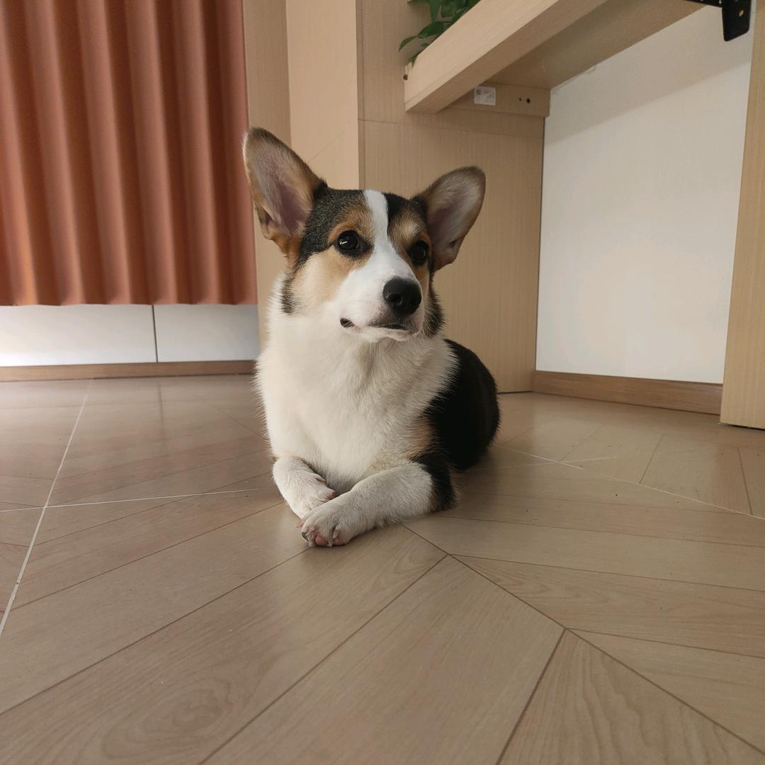 小短腿七月