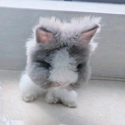 不吃萝卜不吃菜🐇