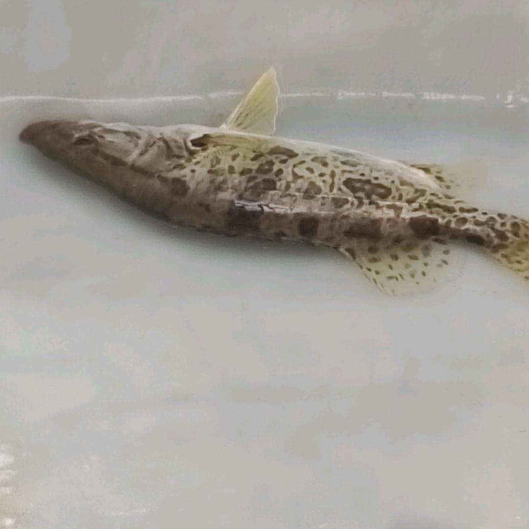 爱你一生一世