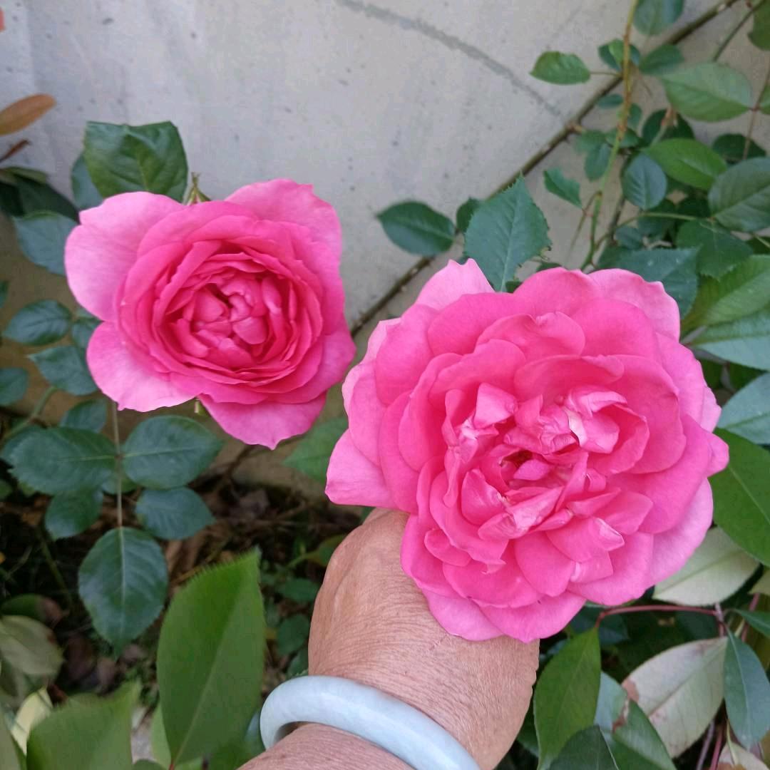 微笑面对生活💘