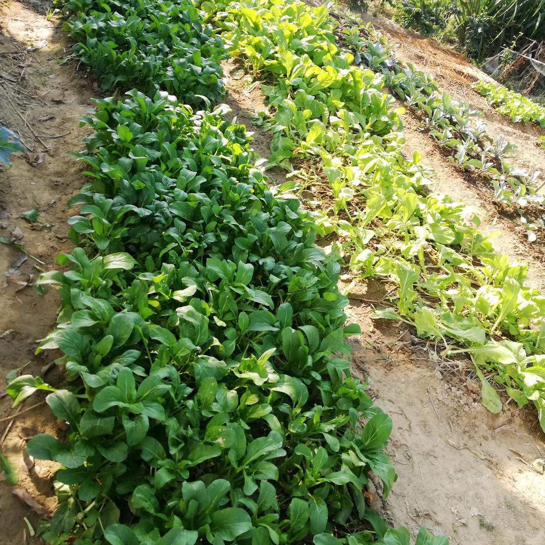 人间大美丽
