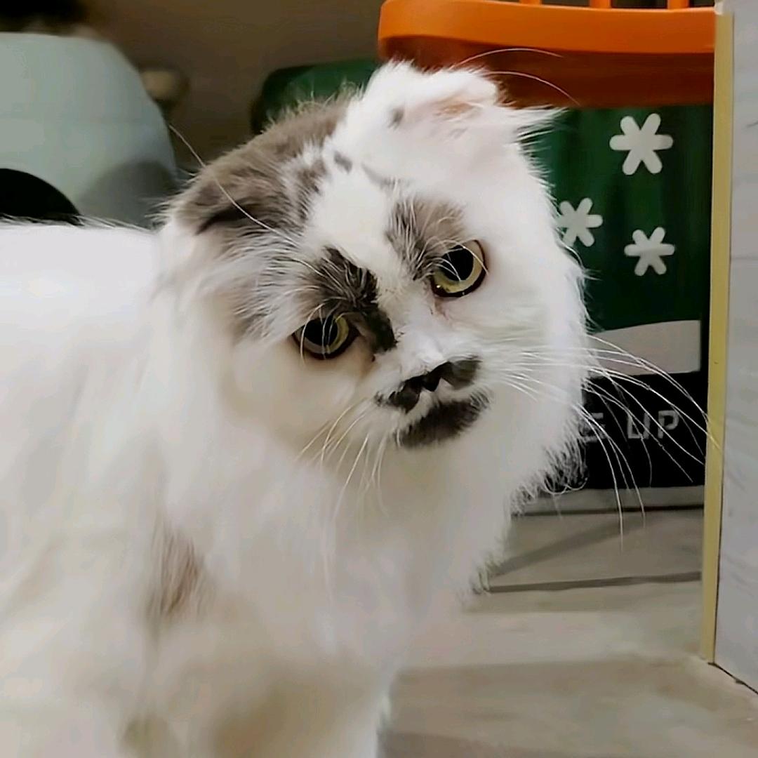 仰睡的鱼🐟