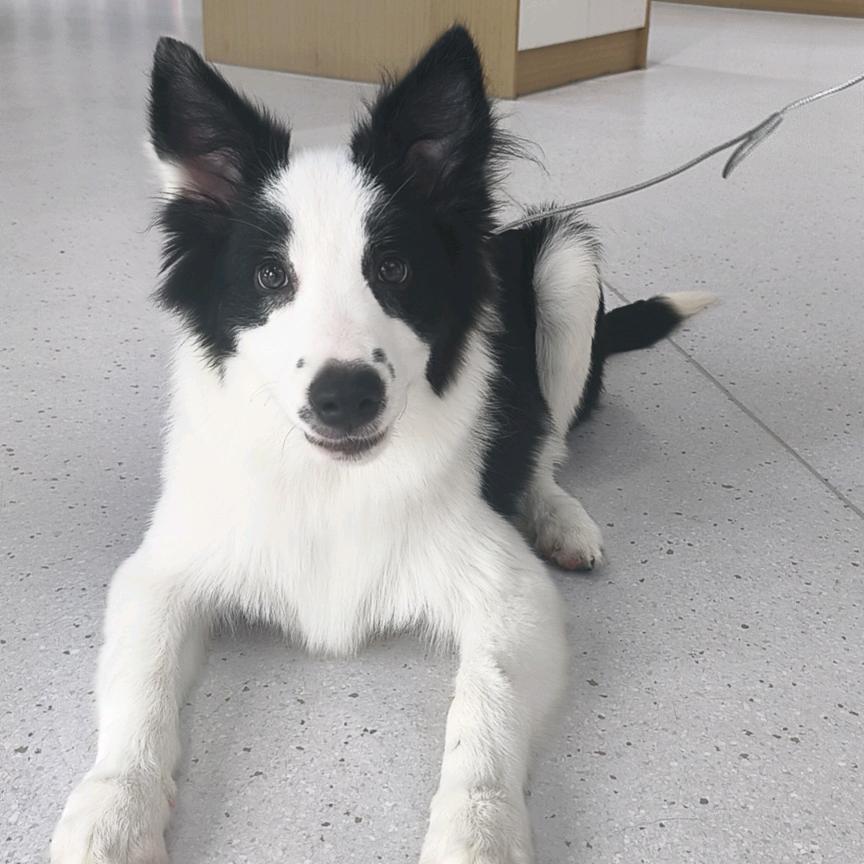 刘叔叔闪到腰了