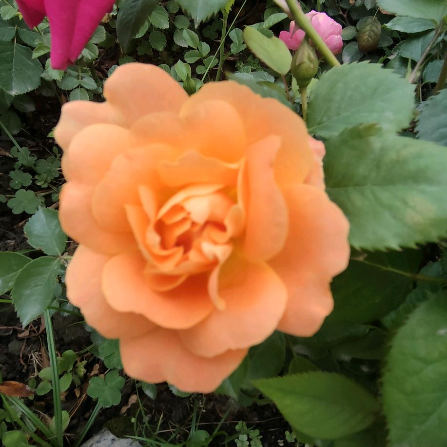专业植筋小邓
