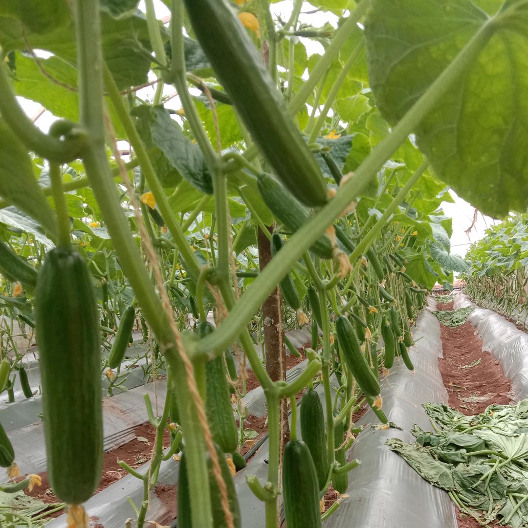 小阿权小黄瓜产地代购