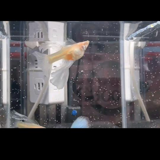 铁蛋儿（三角洲行动）