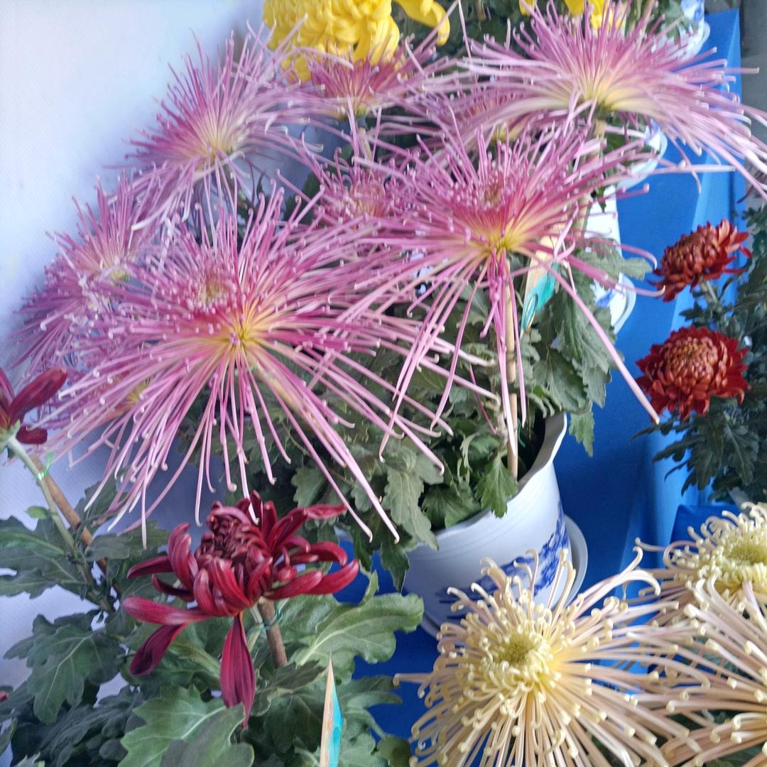 流年若梦  你若毒