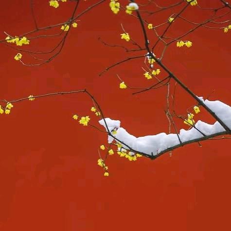 圆子不圆好物分享