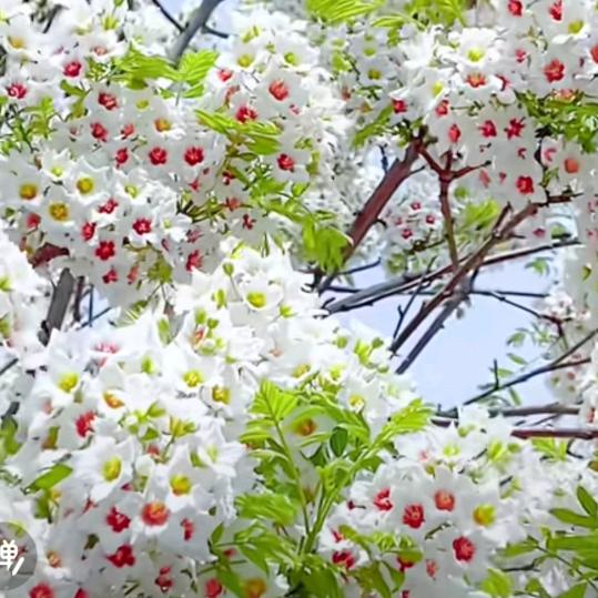 雪域妈妈