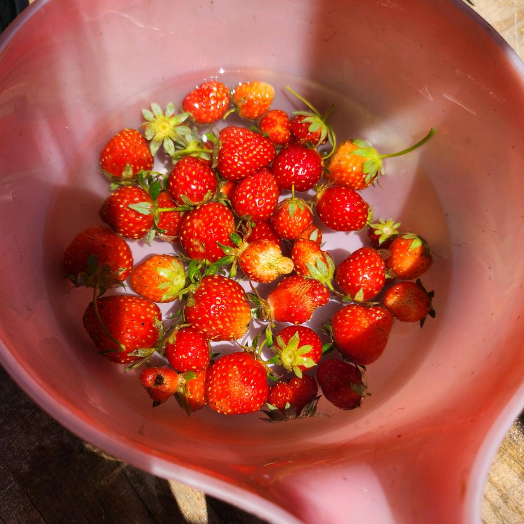 填不饱的唐古啦