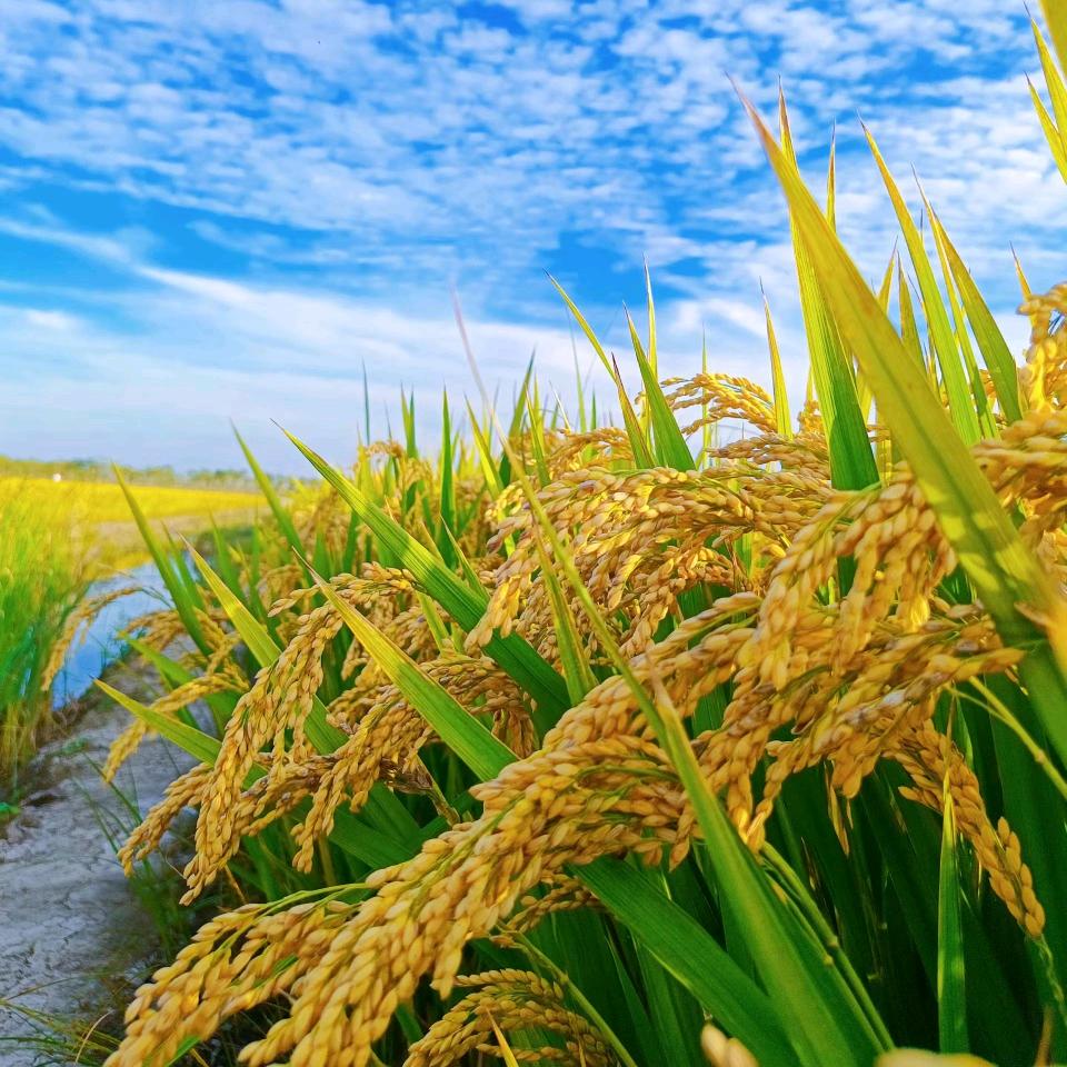 田丰四季（商品在厨窗）