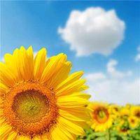 🌾🌻万紫千红🌻🌱