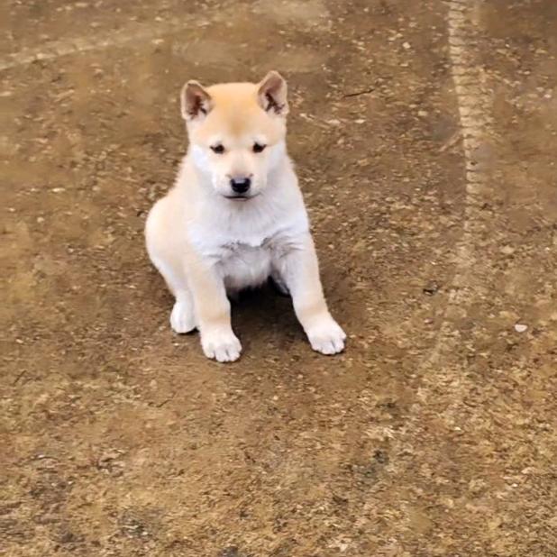 张师傅，爱玩，田园土猎犬🐕